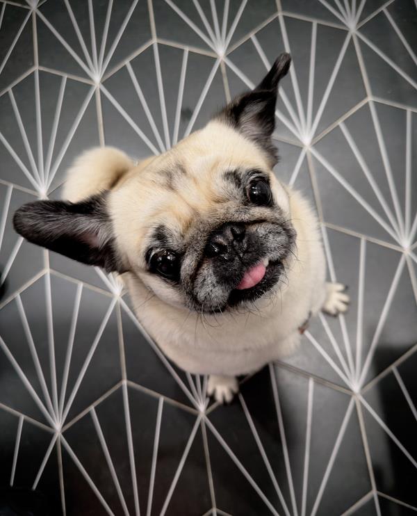 /Images/uploads/PUG NATION RESCUE OF LOS ANGELES/pugnation/entries/32374.jpg